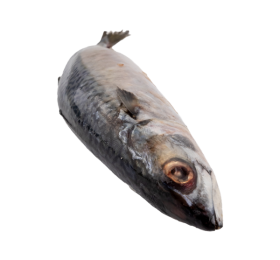 ماهی